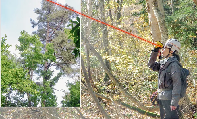 収穫され市場に並ぶ原木