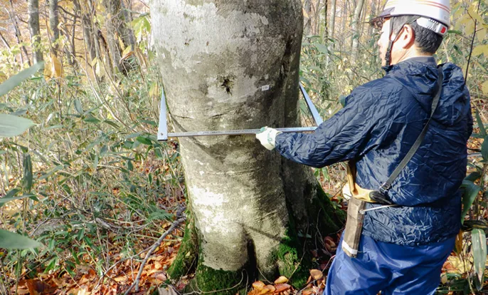 適切に間伐されていない森林