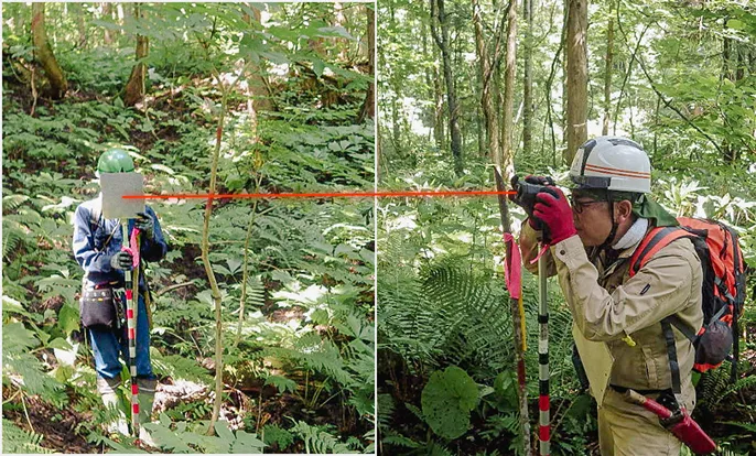 収穫され市場に並ぶ原木