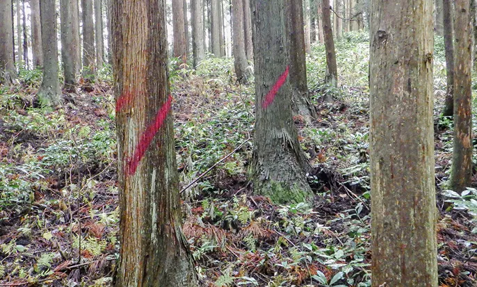 適切に間伐されていない森林