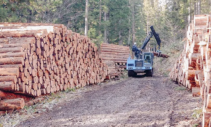 適切に間伐されている森林