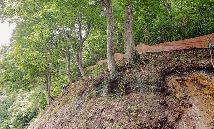 収穫され市場に並ぶ原木