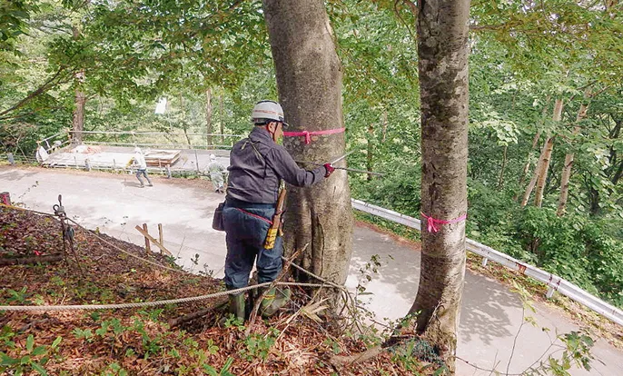 適切に間伐されていない森林