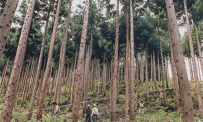 適切に間伐されている森林