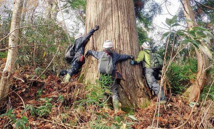 健全に育った収穫期の立木